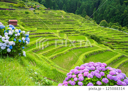 アジサイ咲く田植えシーズンの丸山千枚田(三重県熊野市) アジサイ咲く田植えシーズンの丸山千枚田(三重県熊野市) 125088314