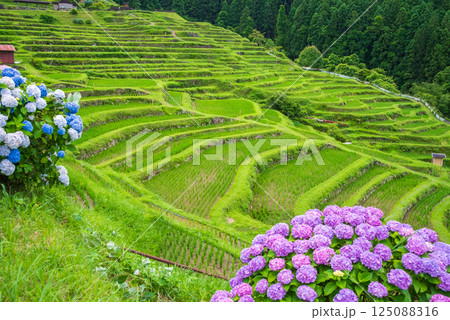 アジサイ咲く田植えシーズンの丸山千枚田(三重県熊野市) アジサイ咲く田植えシーズンの丸山千枚田(三重県熊野市) 125088316