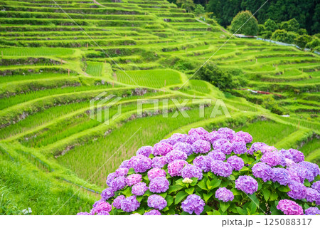 アジサイ咲く田植えシーズンの丸山千枚田（三重県熊野市） 125088317