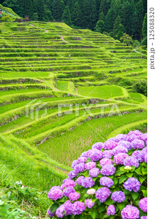 アジサイ咲く田植えシーズンの丸山千枚田（三重県熊野市） 125088320