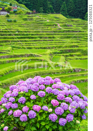 アジサイ咲く田植えシーズンの丸山千枚田(三重県熊野市) アジサイ咲く田植えシーズンの丸山千枚田(三重県熊野市) 125088321