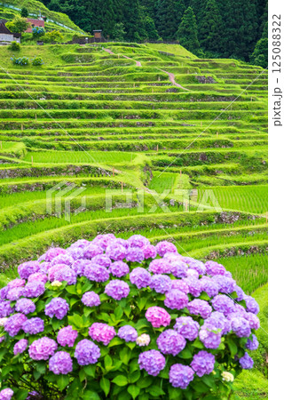 アジサイ咲く田植えシーズンの丸山千枚田（三重県熊野市） 125088322