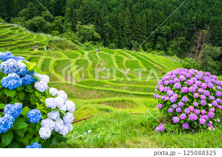 アジサイ咲く田植えシーズンの丸山千枚田（三重県熊野市） 125088325