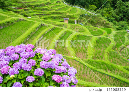 アジサイ咲く田植えシーズンの丸山千枚田（三重県熊野市） 125088329