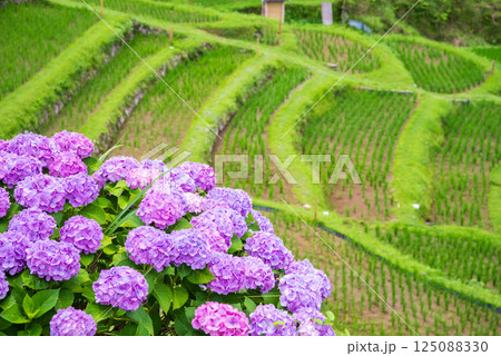 アジサイ咲く田植えシーズンの丸山千枚田（三重県熊野市） 125088330