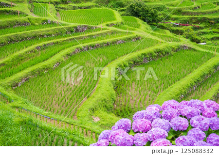 アジサイ咲く田植えシーズンの丸山千枚田(三重県熊野市) アジサイ咲く田植えシーズンの丸山千枚田(三重県熊野市) 125088332
