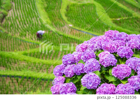アジサイ咲く田植えシーズンの丸山千枚田(三重県熊野市) アジサイ咲く田植えシーズンの丸山千枚田(三重県熊野市) 125088336