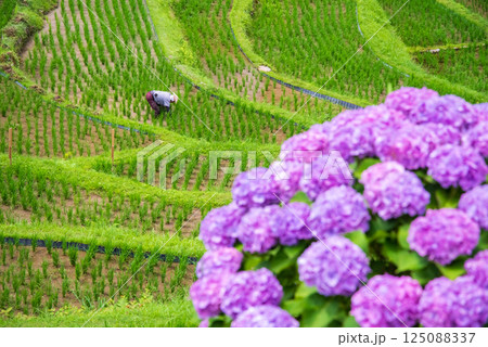 アジサイ咲く田植えシーズンの丸山千枚田(三重県熊野市) アジサイ咲く田植えシーズンの丸山千枚田(三重県熊野市) 125088337