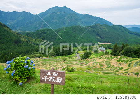 アジサイ咲く田植えシーズンの丸山千枚田（三重県熊野市） 125088339