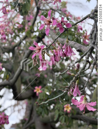 flowers on exotic tree postcard background. High quality photo 125088354