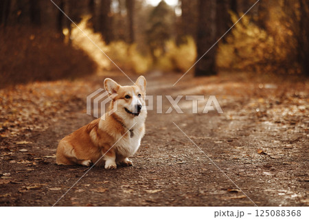 Portrait of a cute Welsh Corgi Pembroke dog in an autumn park. 125088368