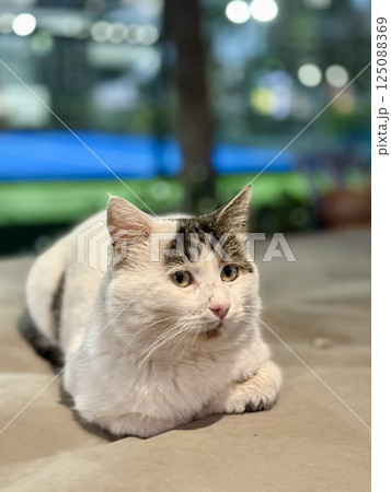 street cat walks through the evening city. High quality photo street cat walks through the evening city. High quality photo 125088369