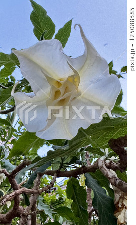 White tubular flower brugmansia. High quality photo 125088385