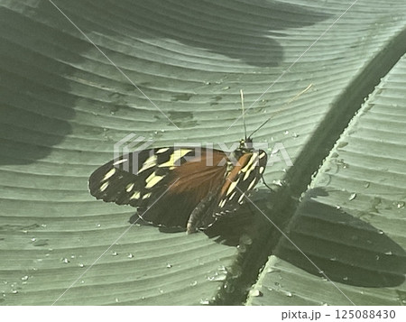 Butterfly rocky foliage. High quality photo 125088430