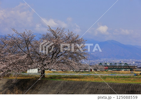 身延線と桜 125088559