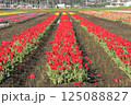 佐倉市ふるさと広場チューリップ祭10 125088827