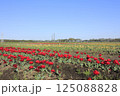佐倉市ふるさと広場チューリップ祭10 125088828