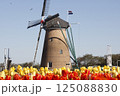 佐倉市ふるさと広場チューリップ祭10 125088830
