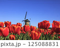 佐倉市ふるさと広場チューリップ祭10 125088831