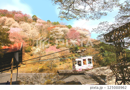 世界遺産 吉野山の満開の桜とケーブル 世界遺産 吉野山の満開の桜とケーブル 125088962