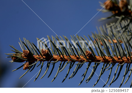 A CloseUp View of an Evergreen Pine Needle Branch Set Against a Celestial Blue Sky A CloseUp View of an Evergreen Pine Needle Branch Set Against a Celestial Blue Sky 125089457