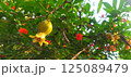ざくろの木と実　メキシコより 125089479