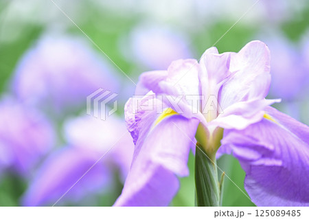 薄紫の花菖蒲 薄紫の花菖蒲 125089485