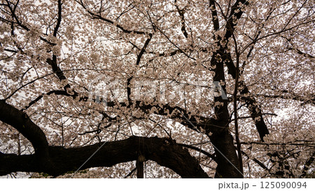 満開の桜　松本城　公園　 125090094