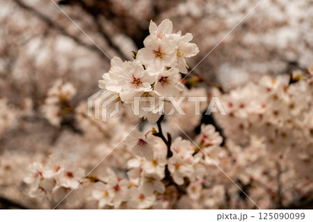 満開の桜　松本城　公園　 125090099