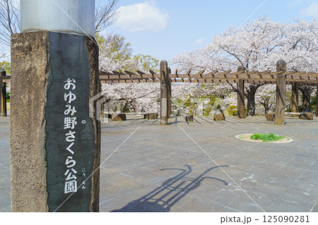 【千葉県千葉市】おゆみ野さくら公園と桜 125090281