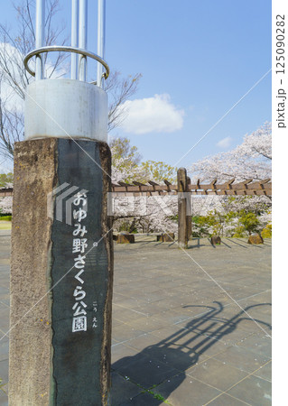 【千葉県千葉市】おゆみ野さくら公園と桜 【千葉県千葉市】おゆみ野さくら公園と桜 125090282