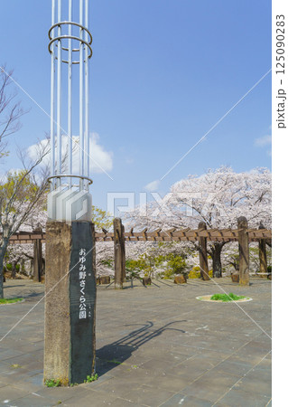 【千葉県千葉市】おゆみ野さくら公園と桜 【千葉県千葉市】おゆみ野さくら公園と桜 125090283