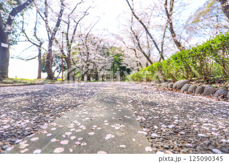 桜散る桜並木の道 桜散る桜並木の道 125090345