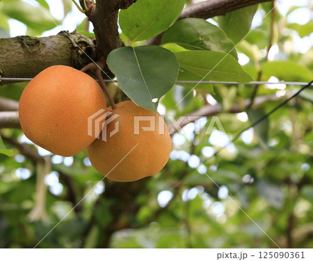 なし園 125090361