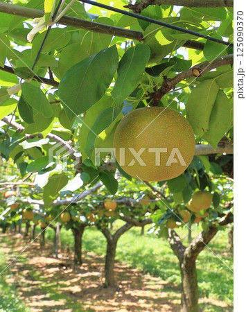 なし園 なし園 125090370