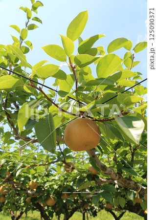 なし園 125090371