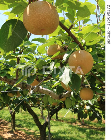 なし園 125090372