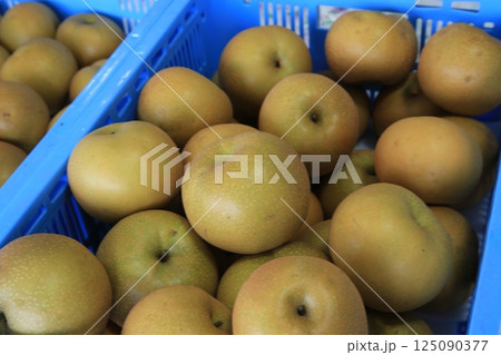 なし園 なし園 125090377