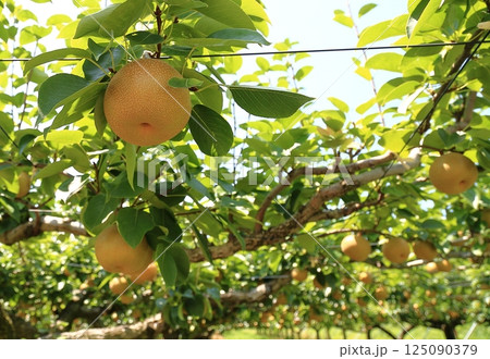なし園 125090379
