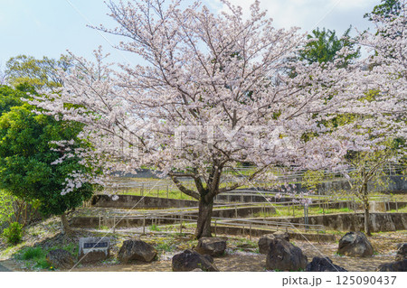 【千葉県千葉市】有吉貝塚公園に咲く桜の花 125090437