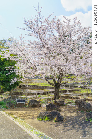 【千葉県千葉市】有吉貝塚公園に咲く桜の花 125090438