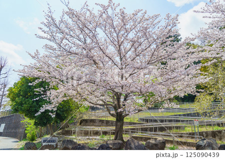 【千葉県千葉市】有吉貝塚公園に咲く桜の花 【千葉県千葉市】有吉貝塚公園に咲く桜の花 125090439