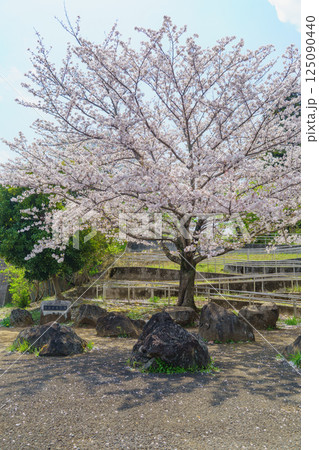【千葉県千葉市】有吉貝塚公園に咲く桜の花 125090440
