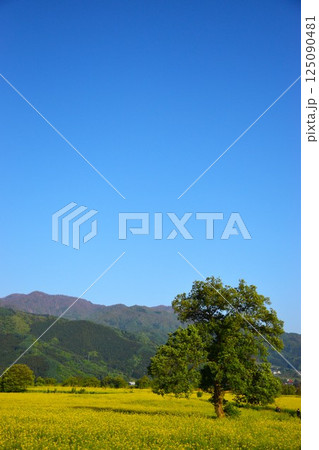晴天と菜の花 125090481