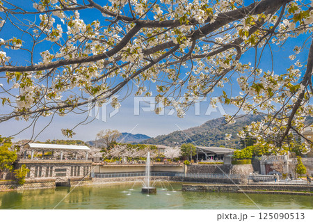 京都市 春爛漫の岡崎疎水風景 京都市 春爛漫の岡崎疎水風景 125090513