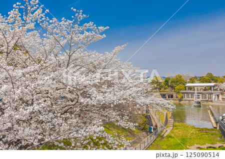 京都市　春爛漫の岡崎疎水風景 125090514
