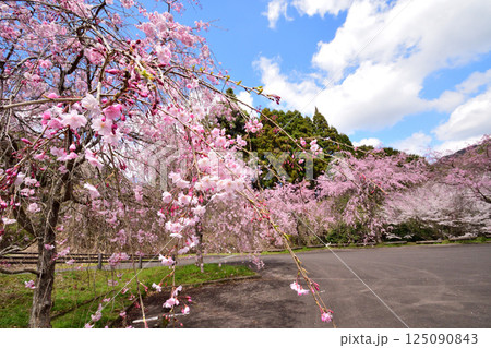 サクラ、桜 サクラ、桜 125090843
