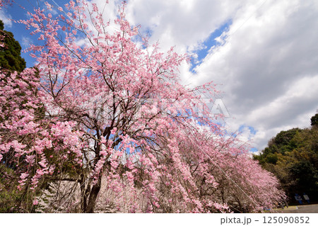 サクラ、桜 125090852