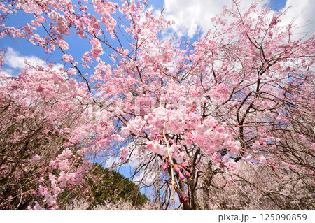サクラ、桜 125090859