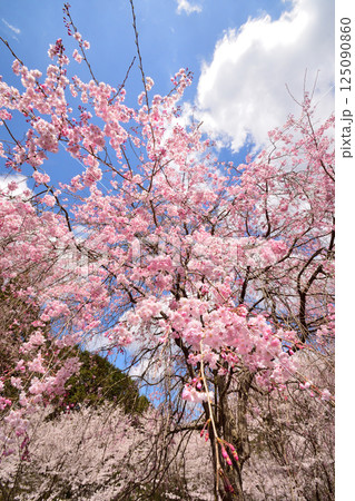 サクラ、桜 サクラ、桜 125090860